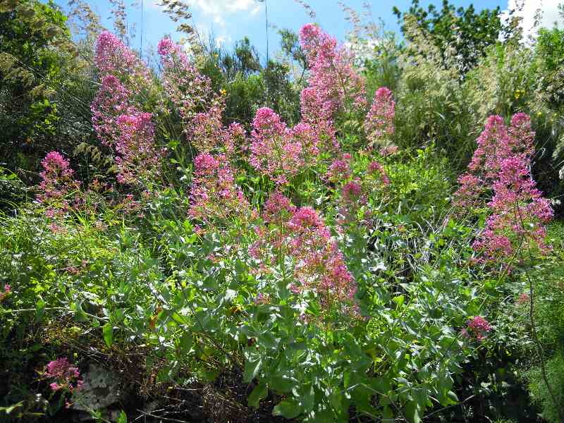 Centranthus ruber